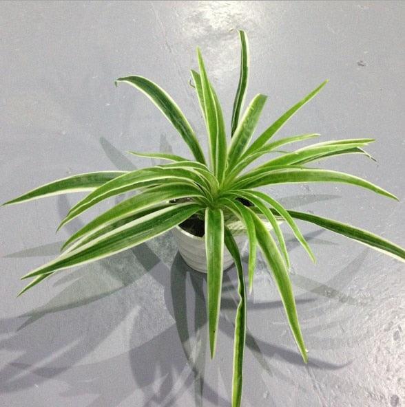 Artificial Plastic Plants - my LUX style